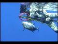 videos de Oahu Still Get Fish- Spearfishing DVD
