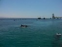 Dolphins