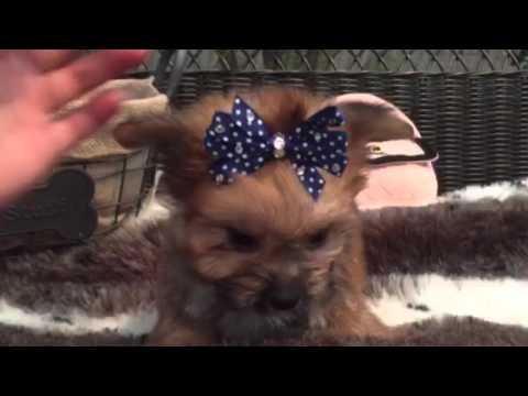 So handsome and little porkie puppy!