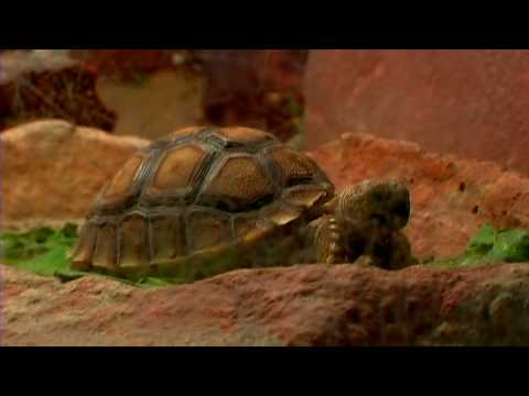 how to care for a tortoise as a pet