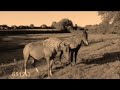 horses   wild horses