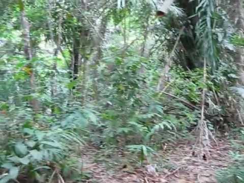 how to fertilize rubber trees