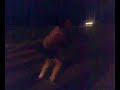 wessner macht salto auf zebrastreifen