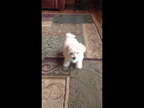 Princess Ella ... Little morkie!