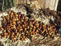 The rarely seen clustered way ladybirds survive the winter