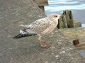 Baby seagull at Lossiemouth