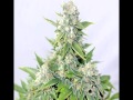 Cultivo