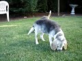 Beagles or Sheep?