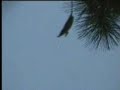 Object Over Tallahassee, FL
