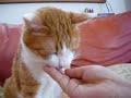 まんま、マンマ~!茶トラ白猫のたま