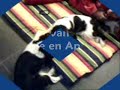 beide cavaliers zijn erg leuk samen aan het spelen. dit is iets wat ze vaak doen en is erg leuk om mee te maken.