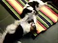 beide cavaliers zijn erg leuk samen aan het spelen. dit is iets wat ze vaak doen en is erg leuk om mee te maken.