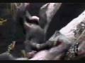 videos de Monkey--A revolutionary video-- VERY VERY FUNNY!!!