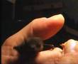 Fledermaus-Fütterung, Bat - Feeding - never seen before.....