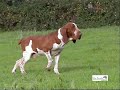 Camp. Ass. PEPPE Dei Sanchi - BRACCO ITALIANO