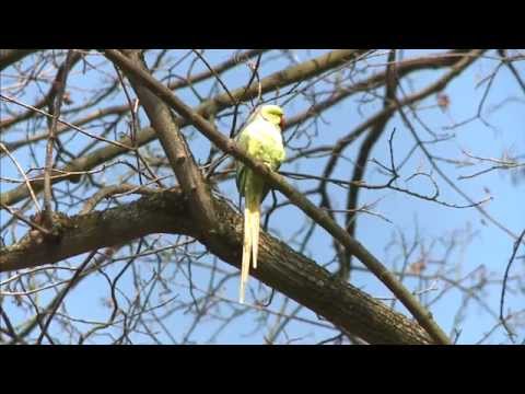 Wiesbaden: Papageien (Halsbandsittiche) vor der Haust ...