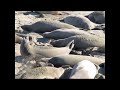 Seal Birth Seal Birth