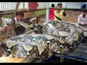 Scary Killer Snakes, World Biggest Snake Ever!