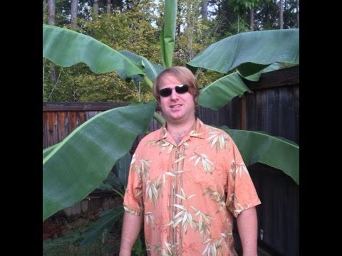 how to grow elephant ears