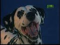  dog animal planet fire engine dalmation competit