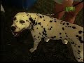 breed-all-about-it-dalmation.html