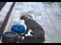 Perrita HADA 3