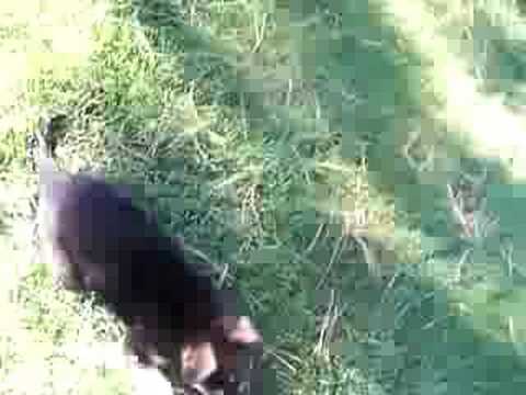 dog allemand