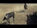 Roughstock2Roping - Cody Cowdell & Lynn Sessions  #5 Roping