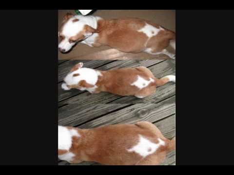 how to treat lyme disease in dogs