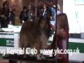 Crufts 2009 - YKC Grooming Competition