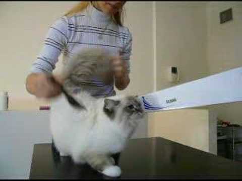 A Sacred Birman cat after bath