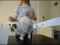 A Sacred Birman cat after bath A Sacred Birman cat after bath