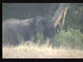 NK 15th Marh Elephant & Kudu NK 15th Marh Elephant & Kudu