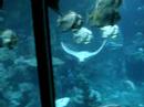 Acuario Ocean Park Acuario Ocean Park