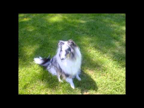 BluemerleSheltie - Tribute to my Sheltie who recently passed away. Lyric video, I do not own the music. Entertainment purposes only.