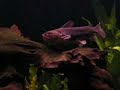 Gulper cats Gulper cats