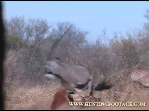 Gemsbok / Oryx Hunt Africa