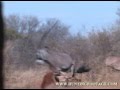 BowHunting Africa Gemsbok / Oryx Hunt