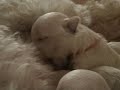 cute puppies  week 2   3  twitching and eating solid food