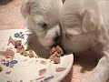 Cute Puppies - Weeks 2 & 3 Cute Puppies - Weeks 2 & 3