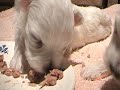 cute puppies  week 2   3  twitching and eating solid food
