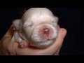 Maltese video