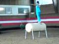 videos de Voltii Romana Einzel L.wmv