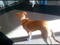 Pete's 2nd puppy class @ Chrichton Community Center