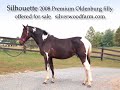 Silhouette 2008 Premium Oldenburg Filly