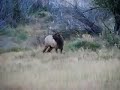 Bulll Elk Bugling