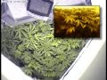 Cannabis Time Lapse - Marijuana Grow #1