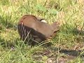 Red Legged Partridges behaving weirdly and being very tame! Red Legged Partridges behaving weirdly and being very tame!