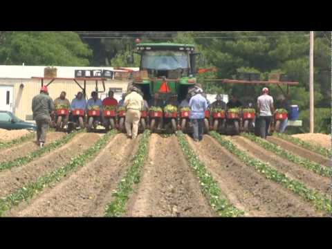 how to plant sweet potato