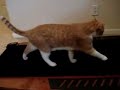 Cat on a treadmill
